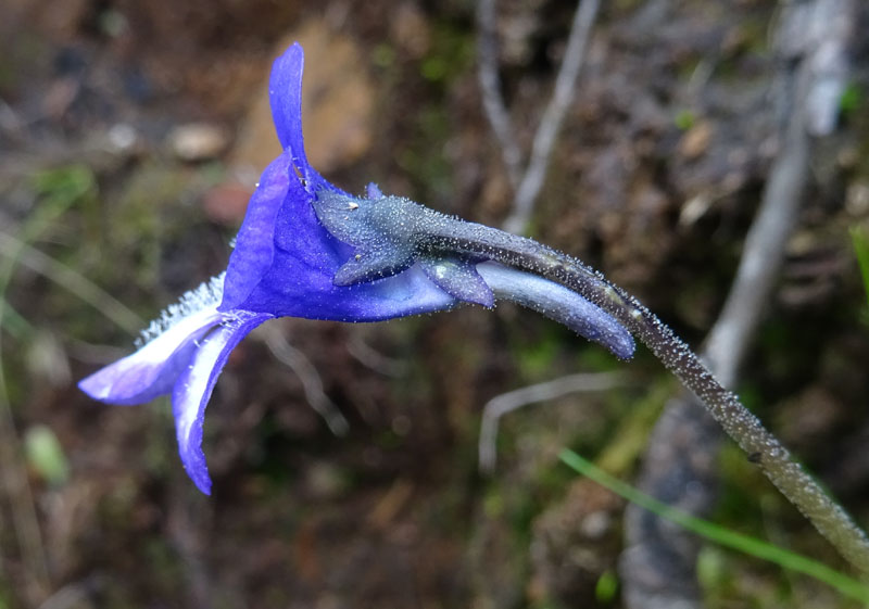 Pinguicula leptoceras  (Lamiales - Lentibulariaceae)